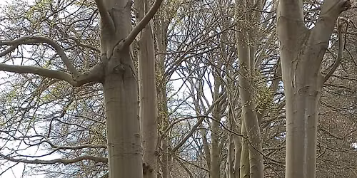 De Vijf Dorpen Wandeltocht — natuur in Heerenveen